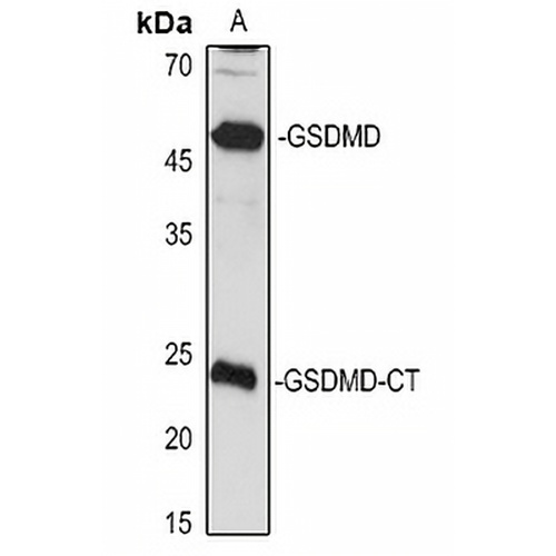 GSDMD-CT Rabbit Polyclonal Antibody