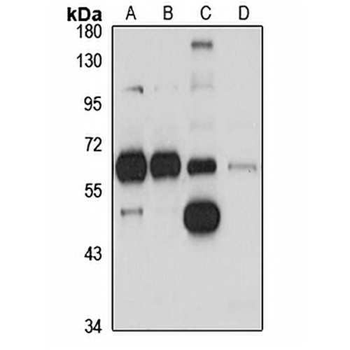 TFIIE-alpha Rabbit Polyclonal Antibody