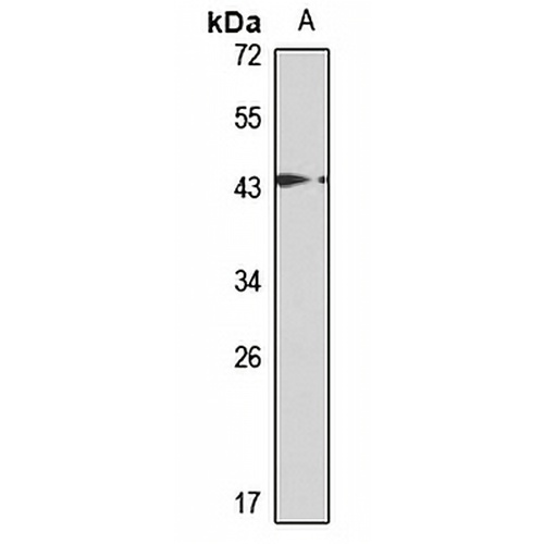 TFIIH 2C Rabbit Polyclonal Antibody