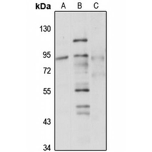 GTPBP1 Rabbit Polyclonal Antibody