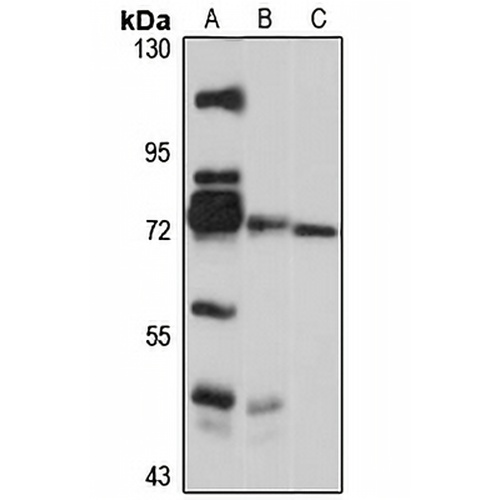 GTSE1 Rabbit Polyclonal Antibody