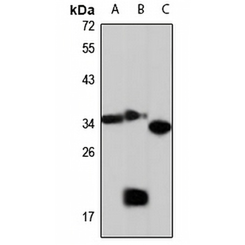 GULP Rabbit Polyclonal Antibody
