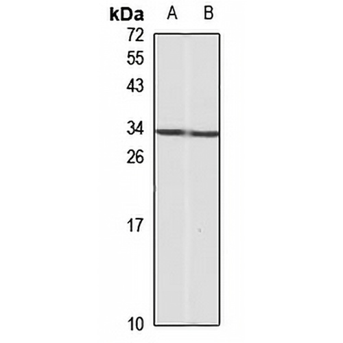 CD236 Rabbit Polyclonal Antibody