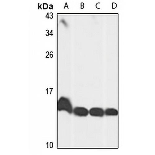 Histone H2A.V Rabbit Polyclonal Antibody