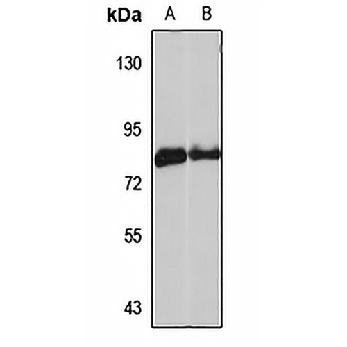HAL Rabbit Polyclonal Antibody