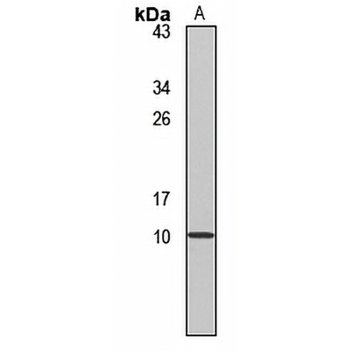 Hepcidin Rabbit Polyclonal Antibody