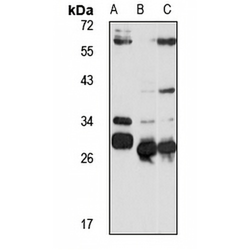 HEI-C Rabbit Polyclonal Antibody