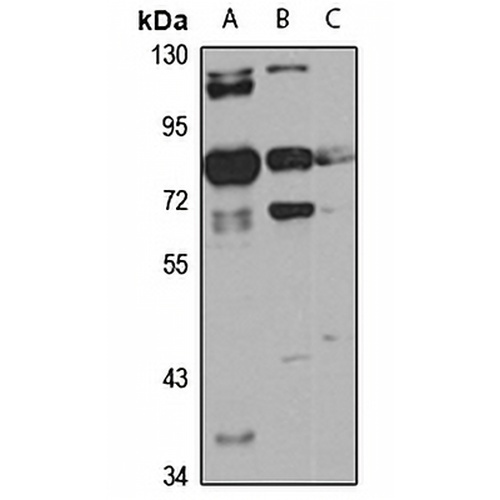 HAUS3 Rabbit Polyclonal Antibody