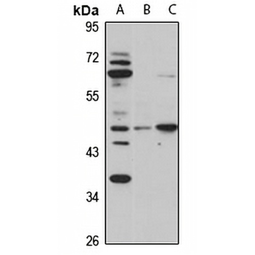 Orexin Receptor 2 Rabbit Polyclonal Antibody