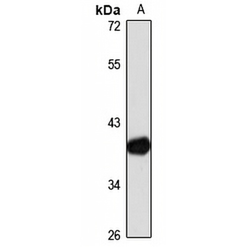 HDAC11 Rabbit Polyclonal Antibody