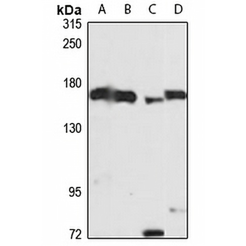 Vigilin Rabbit Polyclonal Antibody