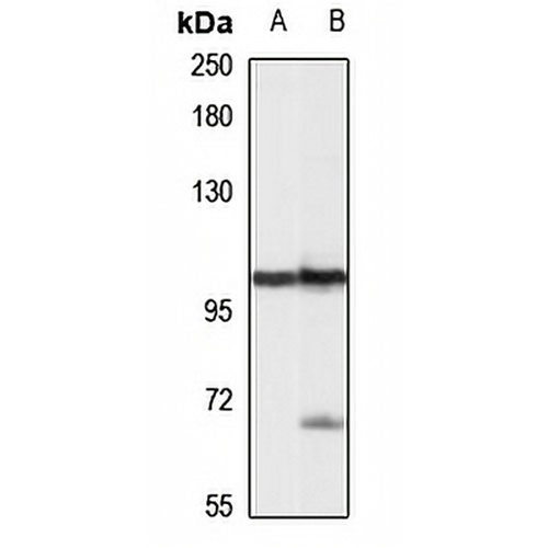 HEL308 Rabbit Polyclonal Antibody