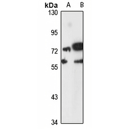 Hemogen Rabbit Polyclonal Antibody