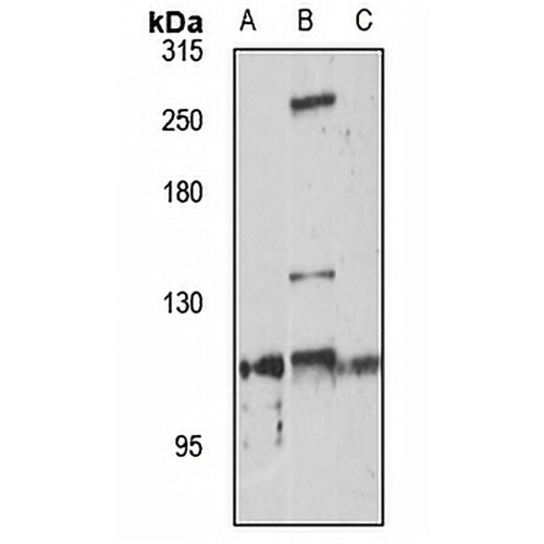 HERC4 Rabbit Polyclonal Antibody