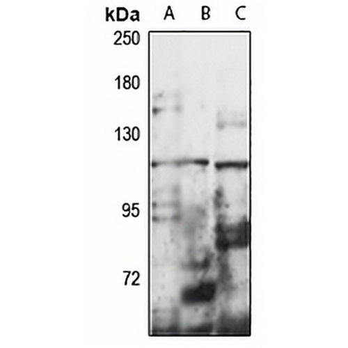HERC5 Rabbit Polyclonal Antibody