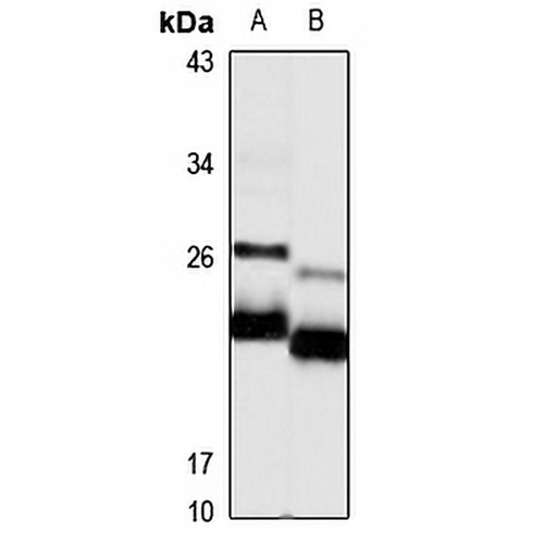 HES-1 Rabbit Polyclonal Antibody