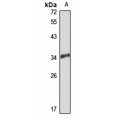 HRT3 Rabbit Polyclonal Antibody