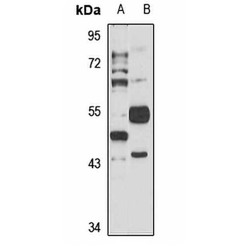 HHLA2 Rabbit Polyclonal Antibody