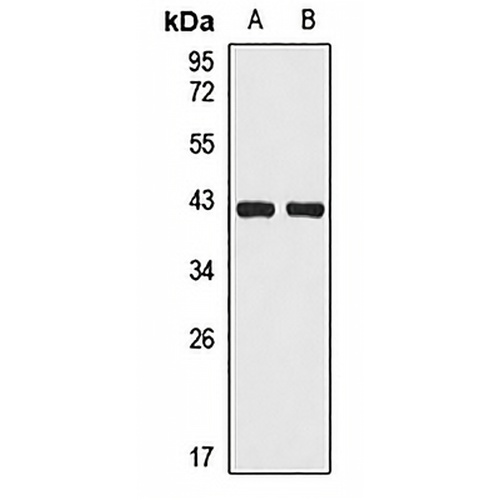 HLA-B Rabbit Polyclonal Antibody