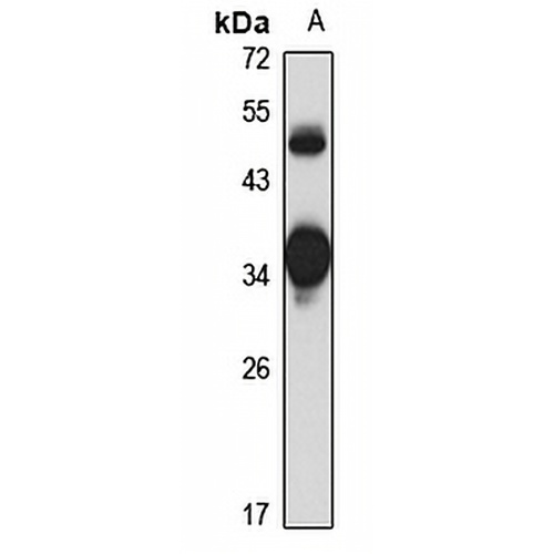 HLF Rabbit Polyclonal Antibody