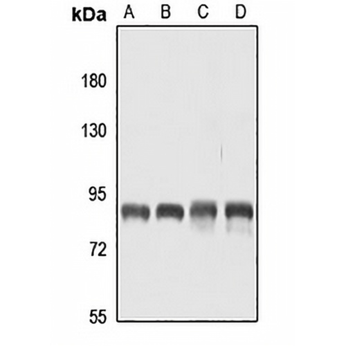 CD168 Rabbit Polyclonal Antibody