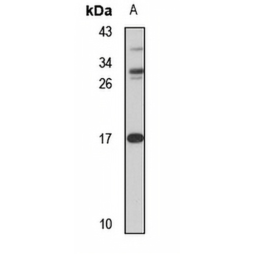 HN1 Rabbit Polyclonal Antibody