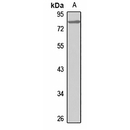 HNF1 alpha Rabbit Polyclonal Antibody