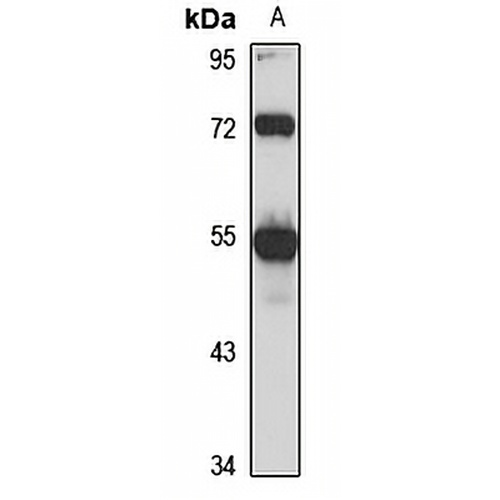 HNF4 alpha/gamma Rabbit Polyclonal Antibody