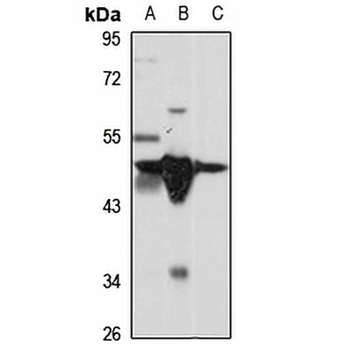 HNF-4 gamma Rabbit Polyclonal Antibody