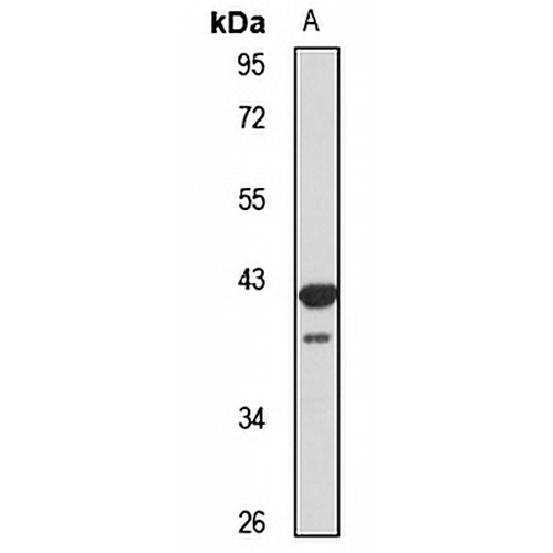 hnRNP A/B Rabbit Polyclonal Antibody