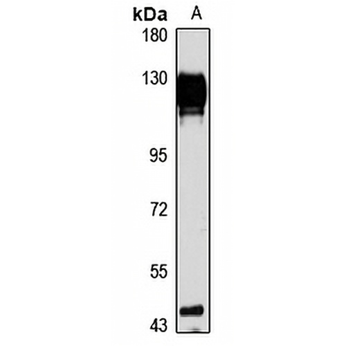 hnRNP U Rabbit Polyclonal Antibody