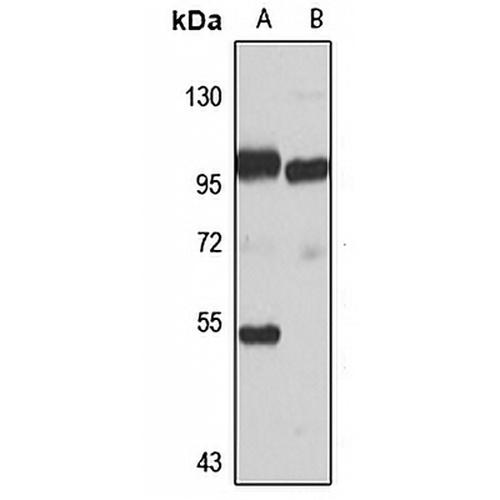 HOOK2 Rabbit Polyclonal Antibody