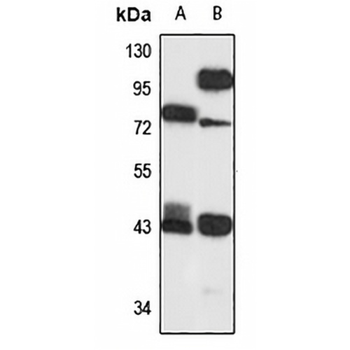 HOXA2 Rabbit Polyclonal Antibody