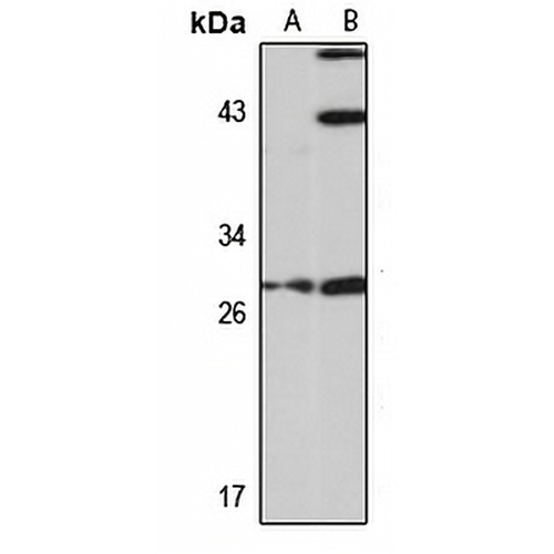 HoxC4 Rabbit Polyclonal Antibody
