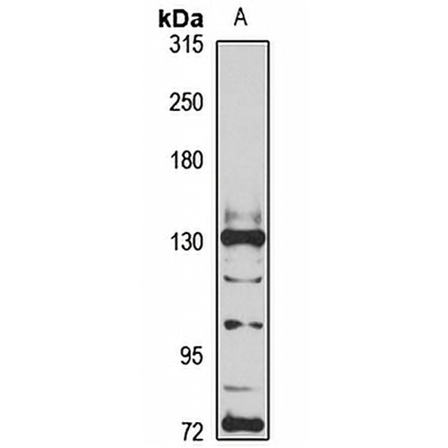 HPS5 Rabbit Polyclonal Antibody
