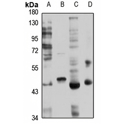 Histamine H4 Receptor Rabbit Polyclonal Antibody