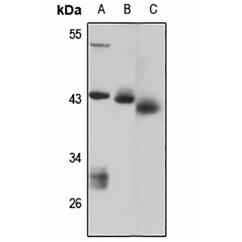 HS2ST1 Rabbit Polyclonal Antibody