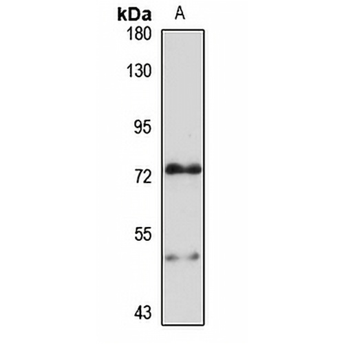 HSPA12B Rabbit Polyclonal Antibody