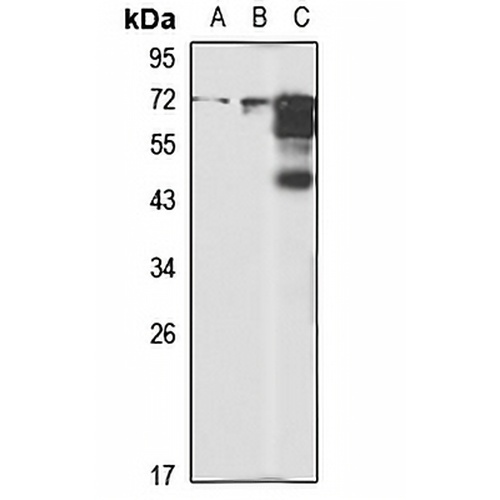 HSP70 Rabbit Polyclonal Antibody