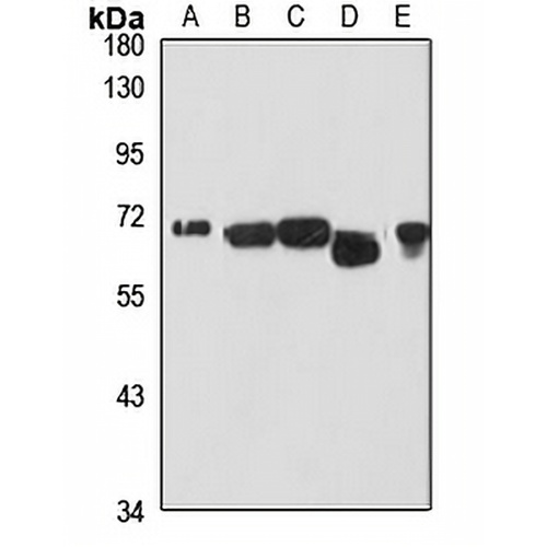 HSP70 Rabbit Polyclonal Antibody
