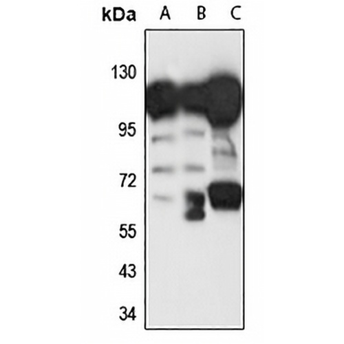 APG-1 Rabbit Polyclonal Antibody