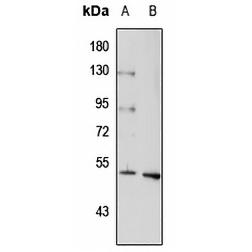 5-HT3B Rabbit Polyclonal Antibody
