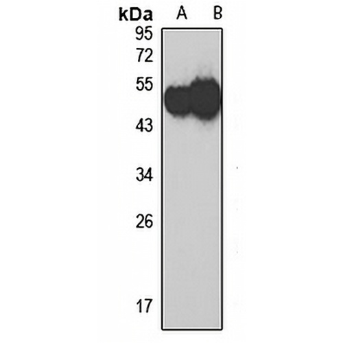 HYAL1 Rabbit Polyclonal Antibody