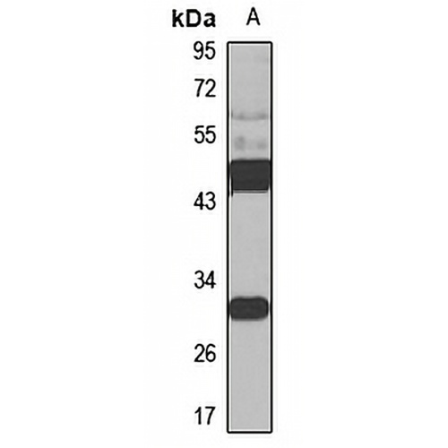 HYAL3 Rabbit Polyclonal Antibody