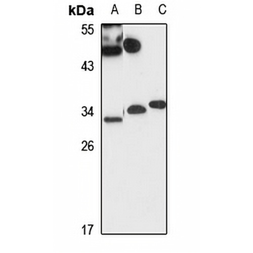 IAH1 Rabbit Polyclonal Antibody