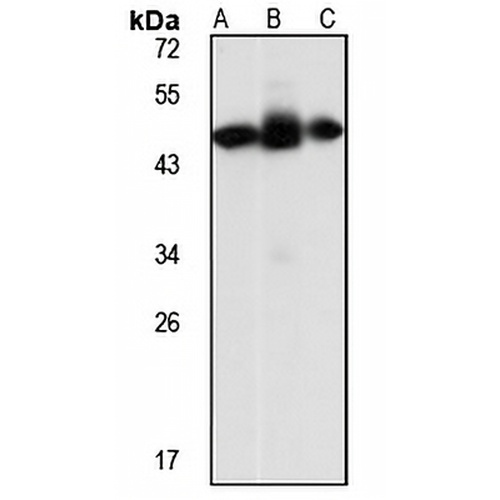 IBSP Rabbit Polyclonal Antibody