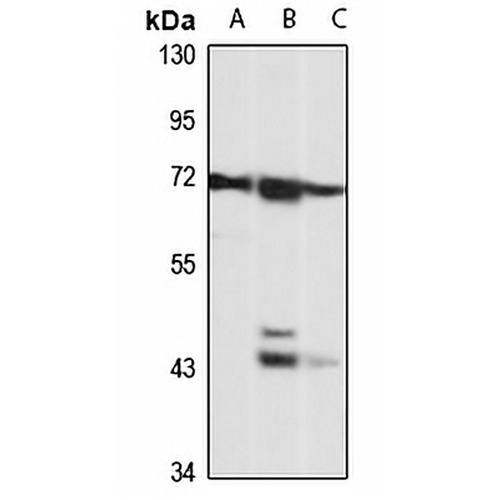 IDS Rabbit Polyclonal Antibody