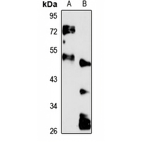 IFI-44L Rabbit Polyclonal Antibody