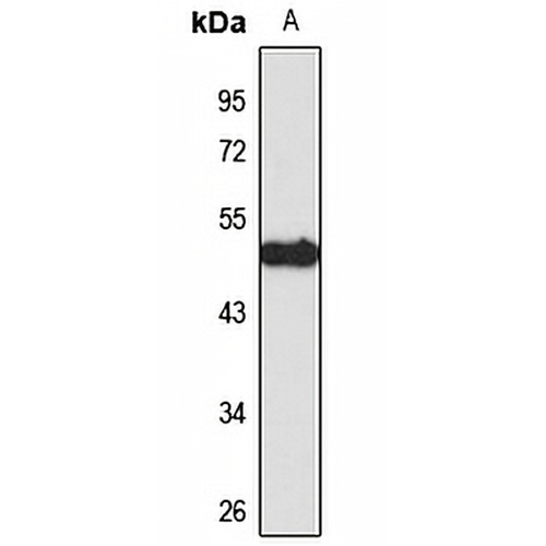 IFIT2 Rabbit Polyclonal Antibody