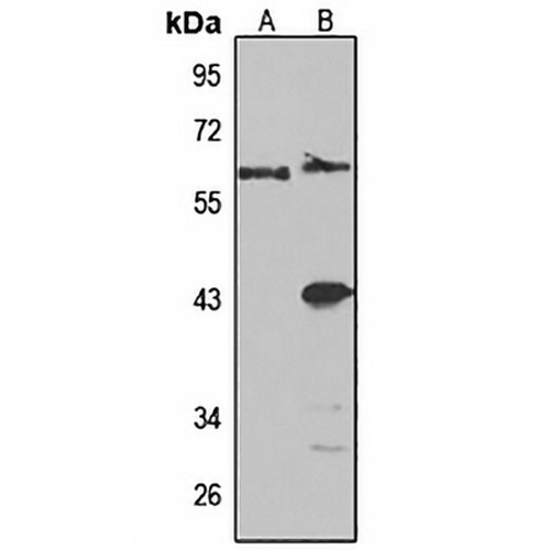 IFIT3 Rabbit Polyclonal Antibody